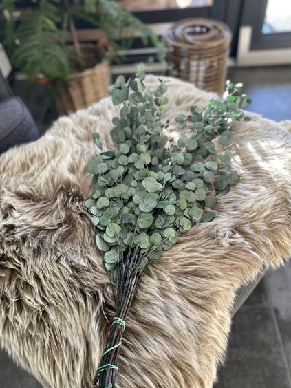 STABILIZOVANÝ EUKALYPTUS GUNNII