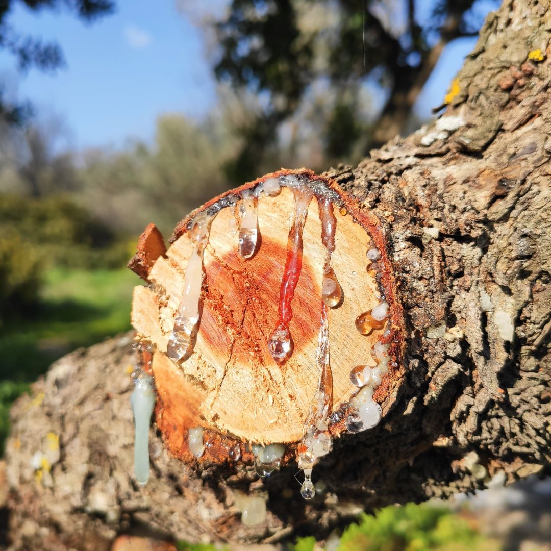 Poklad středomořské přírody - masticha z ostrova Chios