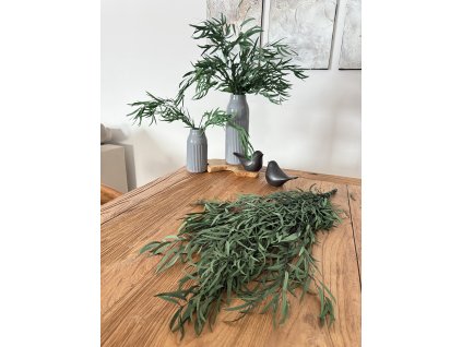 Stabilizovaný eukalypt nicollii