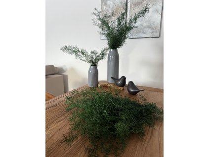 Stabilizovaný asparagus