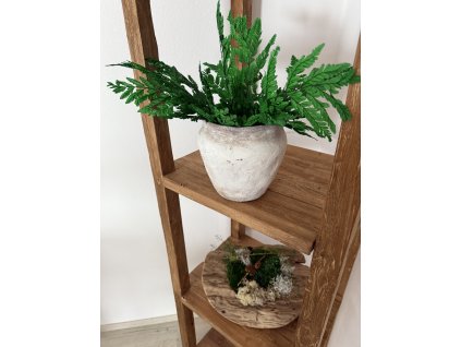 Stabilizované kapradí zelené