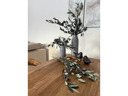 Stabilizovaný olivovník