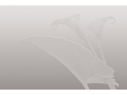 nancy clare gldvn221a