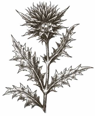 bohemica-fernetovka-cubet-benedikt