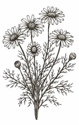 bohemica-fernetovka-hermanek