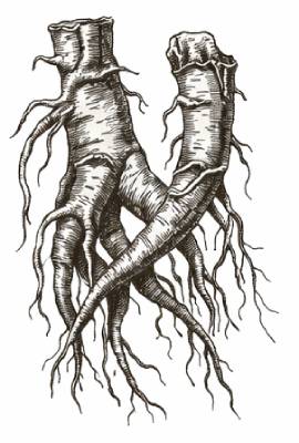 bohemica-fernetovka-horcovy-koren