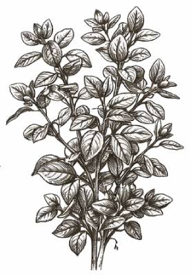 bohemica-fernetovka-majoranka