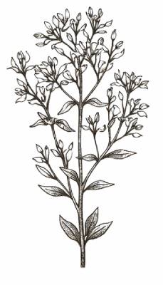 bohemica-fernetovka-zemezluc