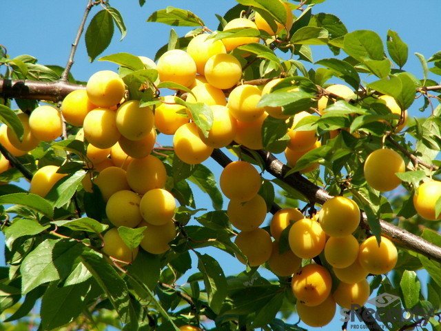 Paleni Mirabelek (mirabelkové pálenky, chuť aroma, důležité zajistit) Paleni Mirabelek