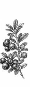 perokresba_brusinka