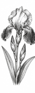 perokresba_kosatec