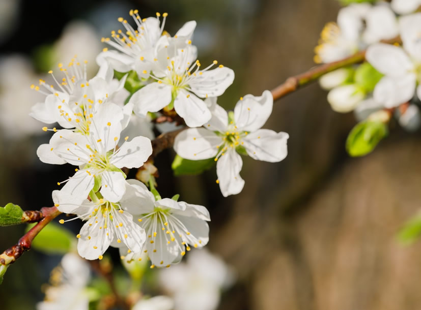 Palírna Kuželov (U větrného mlýna) Horňácká Mirabelkovice z Kuželova 50% 0,5l