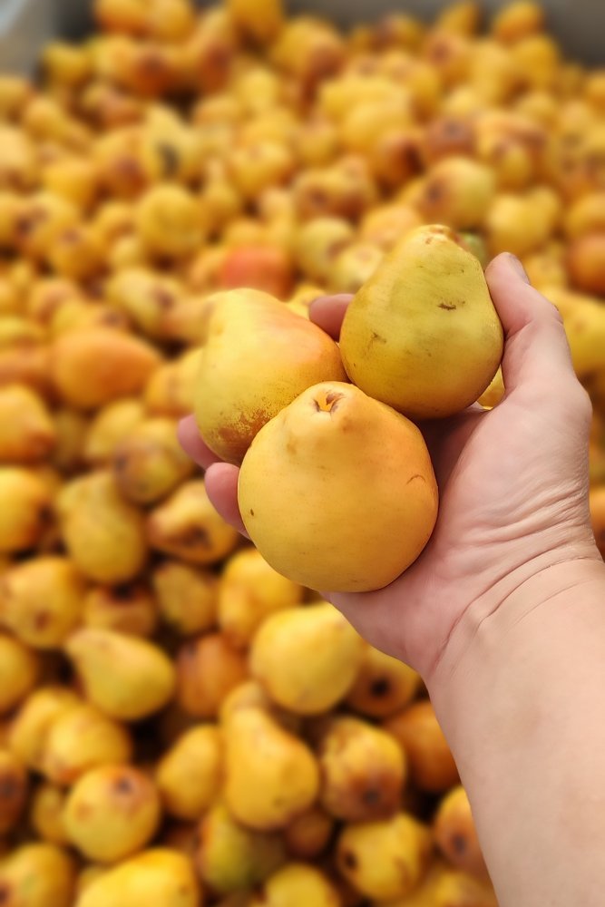 Karl LIQ Hruškovice Williams 48% 0,5L