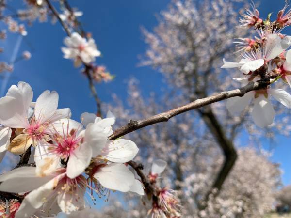 BOHEMICA Mandlovka 38% 0,7L