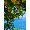 banner limoncello 03