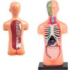 Vzdělávací sada anatomický model LIDSKÉHO TĚLA s orgány 11 dílů