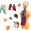 Vzdělávací sada anatomický model LIDSKÉHO TĚLA s orgány 11 dílů