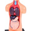 Vzdělávací sada anatomický model LIDSKÉHO TĚLA s orgány 11 dílů