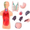 Vzdělávací sada anatomický model LIDSKÉHO TĚLA s orgány 11 dílů
