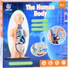 Vzdělávací sada anatomický model LIDSKÉHO TĚLA s orgány 11 dílů