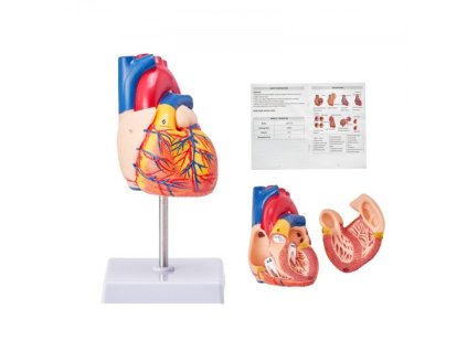 Model lidského srdce VEVOR, 2dílný 1:1 v životní velikosti, anatomicky přesný očíslovaný anatomický model srdce s anatomicky správnými strukturami, magnetický design, držený pohromadě na základně displeje pro učení