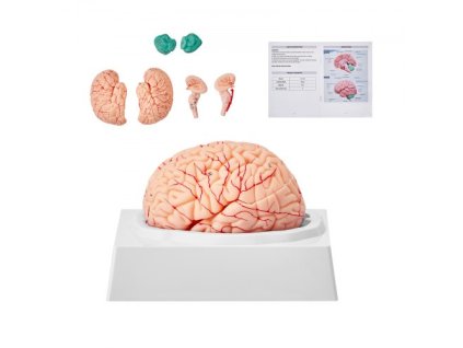 Anatomický model lidského mozku VEVOR, 9dílný anatomický model lidského mozku v životní velikosti 1:1 se štítky a základnou displeje, odnímatelný model mozku pro výuku vědeckého výzkumu, výuku, učebnu studijní displej