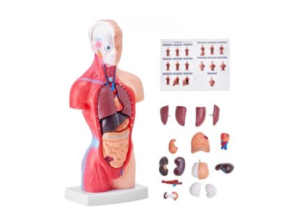 Model lidského těla VEVOR, 15 dílů, 11 palců, model anatomie lidského trupu Anatomický model kostry s odnímatelnými orgány, vzdělávací nástroj pro výuku přírodovědných předmětů Školní vzdělávací displej