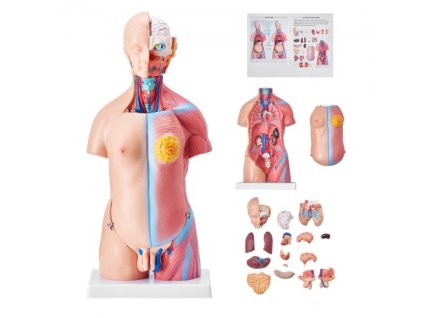 Model lidského těla VEVOR, 23 dílů, 18 palců, model anatomie lidského trupu Unisex model anatomické kostry s odnímatelnými orgány, vzdělávací nástroj pro výuku studentů přírodovědné vzdělávání Vzdělávací displej