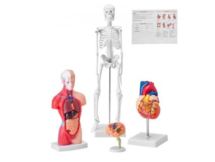 Sada modelů lidské anatomie VEVOR, mozek, lidské tělo, tělo, srdce, kostra, sada 4 modelů, praktické nástroje pro studium 3D modelu Výukové modely pro studenty fyziologie nebo jako výuková sada pro děti
