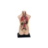 Betzold Torso reduced 85138 3 ZD