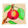 665 1 beleduc vyvojove vrstvene puzzle jablicko