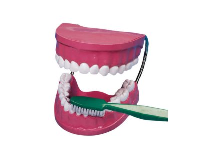 Betzold Tooth plaster model 2038 2 ZD