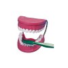 Betzold Tooth plaster model 2038 2 ZD