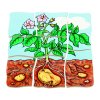 Beleduc Vrstvené puzzle ZEMIAKY