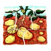 Beleduc Vrstvené puzzle ZEMIAKY