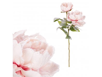 37387 pivonka 2 kvety ruzova barva kuc2610 pink