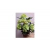 222 umela kvetina azalky v plastovem kvetinaci barva zelena 1 0179a