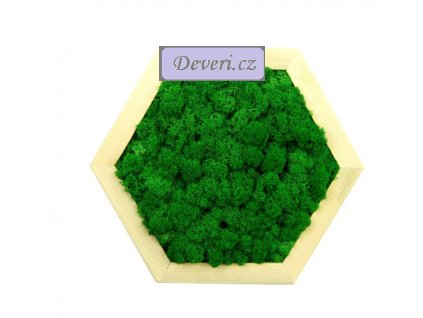 Obraz šestiúhelník s mechem průměr 30cm zelený (2)