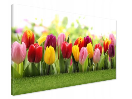 tulipány barevné
