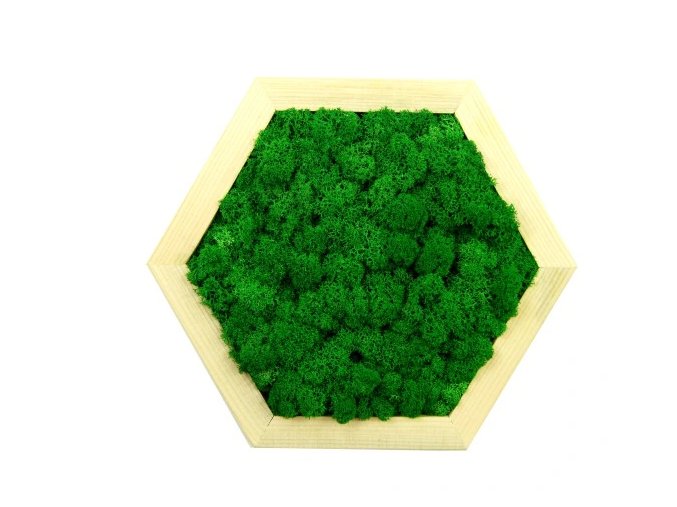 Obraz šestiúhelník s mechem průměr 30cm zelený (2)