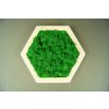 Obraz šestiúhelník s mechem průměr 25cm zelený (4)