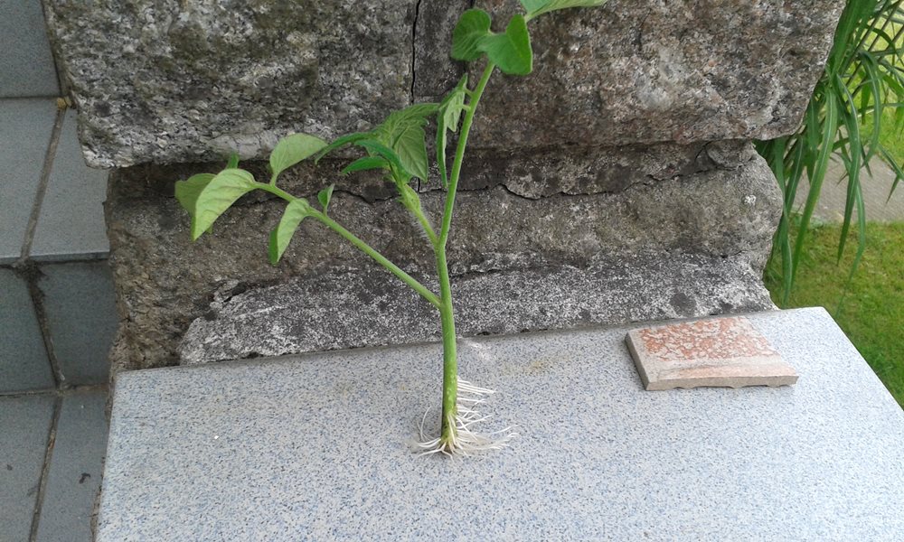 Jednoduché množení rajčat