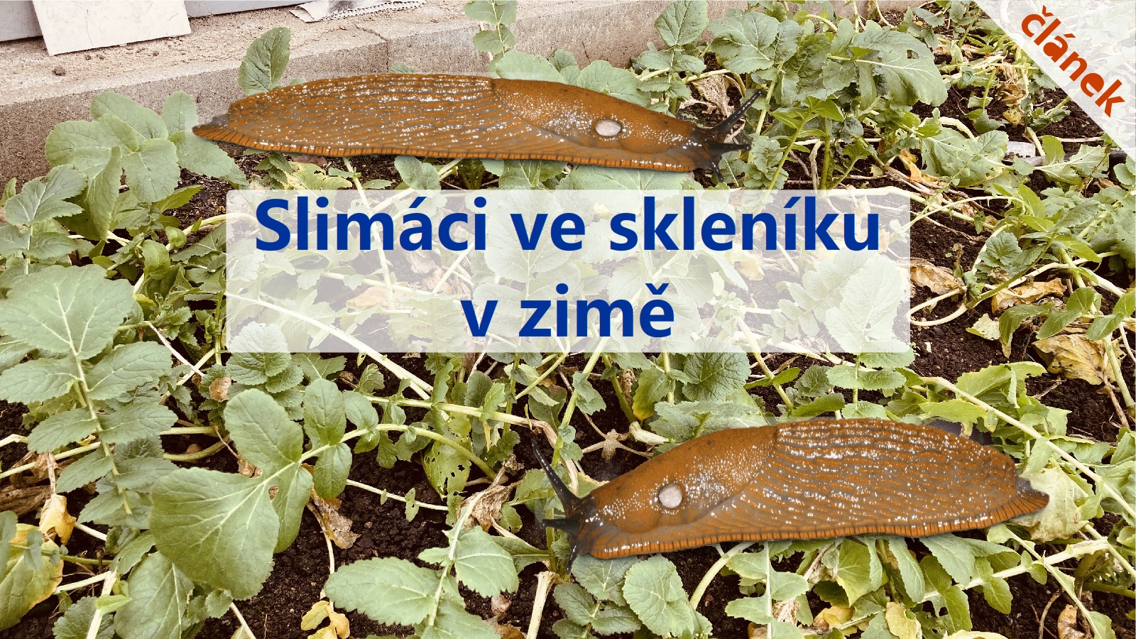 Slimácí ve skleníku v zimě