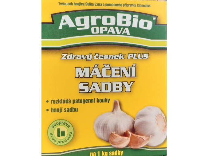 cesnek maceni sadby