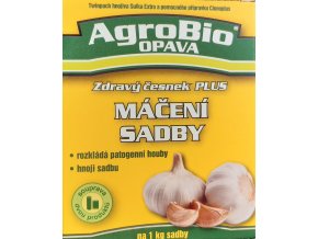 cesnek maceni sadby