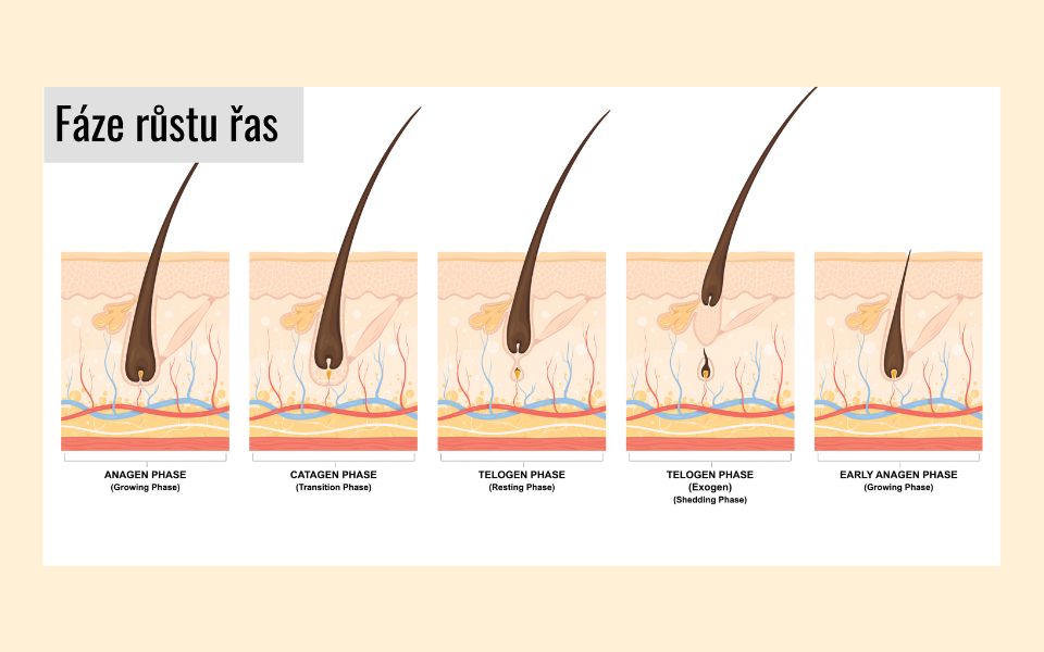 Vše, co potřebujete vědět o cyklu řas