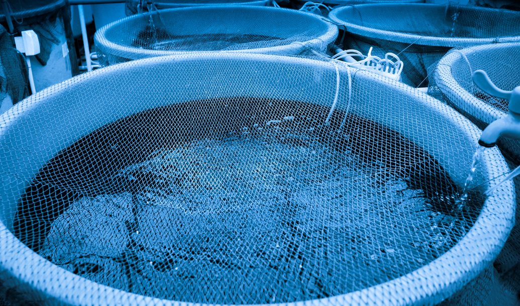 Halamid může být náhradou za Chloramin T. Po testování to potvrdila Fakulta rybářství JU.