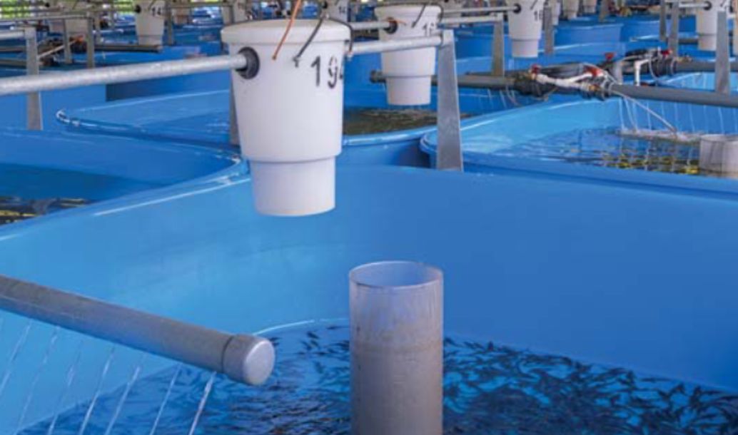 Používání aktivního chlóru pro ošetření ryb