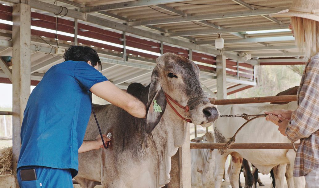Kvůli slintavce a kulhavce vyzývá SVS ke zvýšení biologické bezpečnosti na farmách. HALAMID může být řešení.