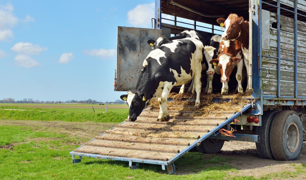Okamžitá obrana proti slintavce a kulhavce: dezinfekce vozidel převážejících zvířata